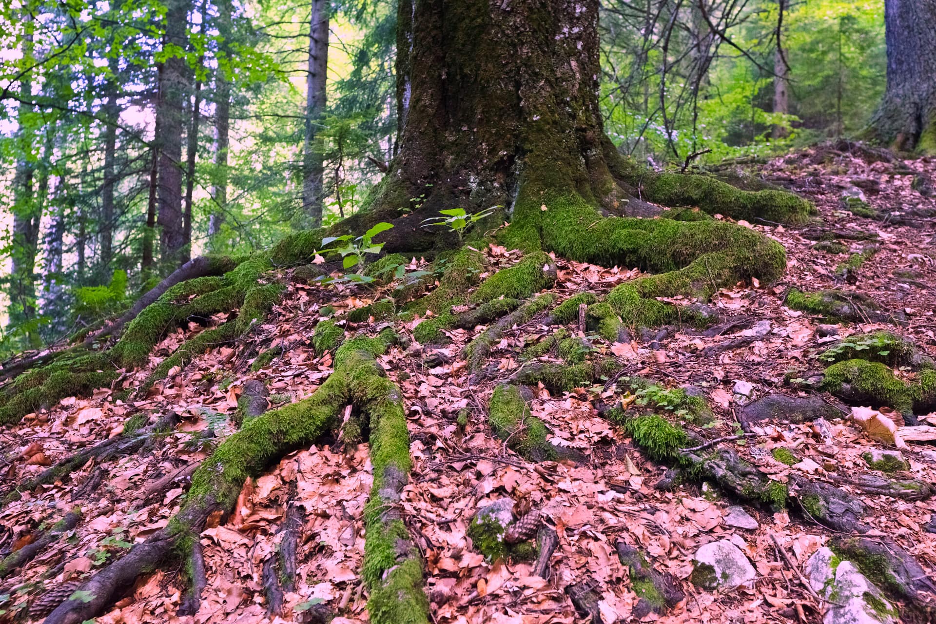 old tree large roots of a big old tree